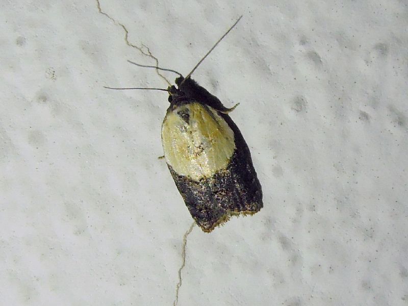 Acleris variegana?? S